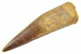 Fossil Spinosaurus Tooth - Real Dinosaur Tooth #363548-1